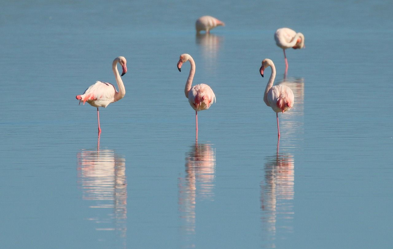 Flamingos at Amboseli National Park, Kenya Flamingos standing on one leg in shallow, blue water. Several have their heads turned towards one another.