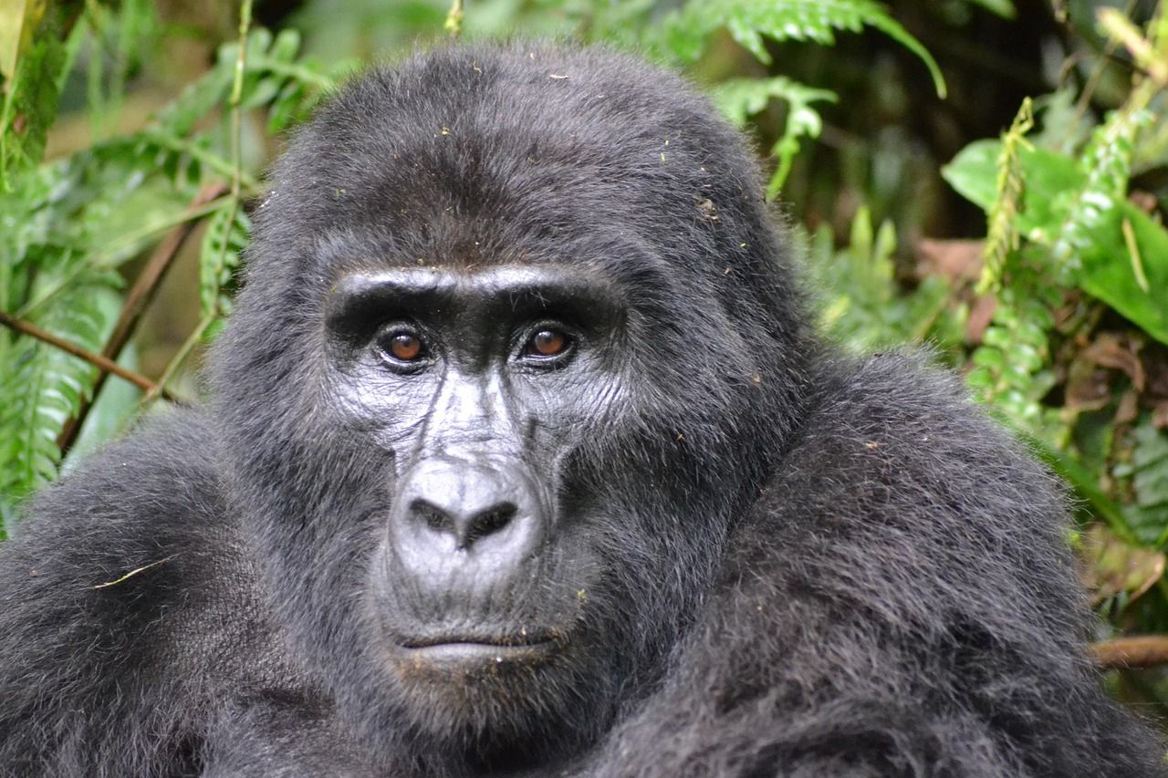 Mountain Gorilla in Rwanda Silverback gorilla with a stern expression, in a lush green forest.