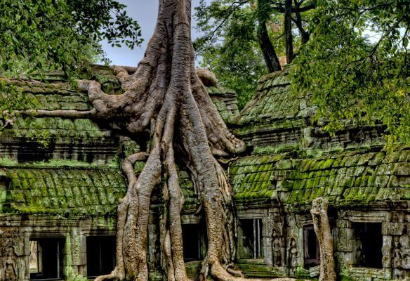 Ta Prohm Temple at Angkor Wat