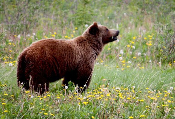 a brown bear is standing in a field of dandelions .