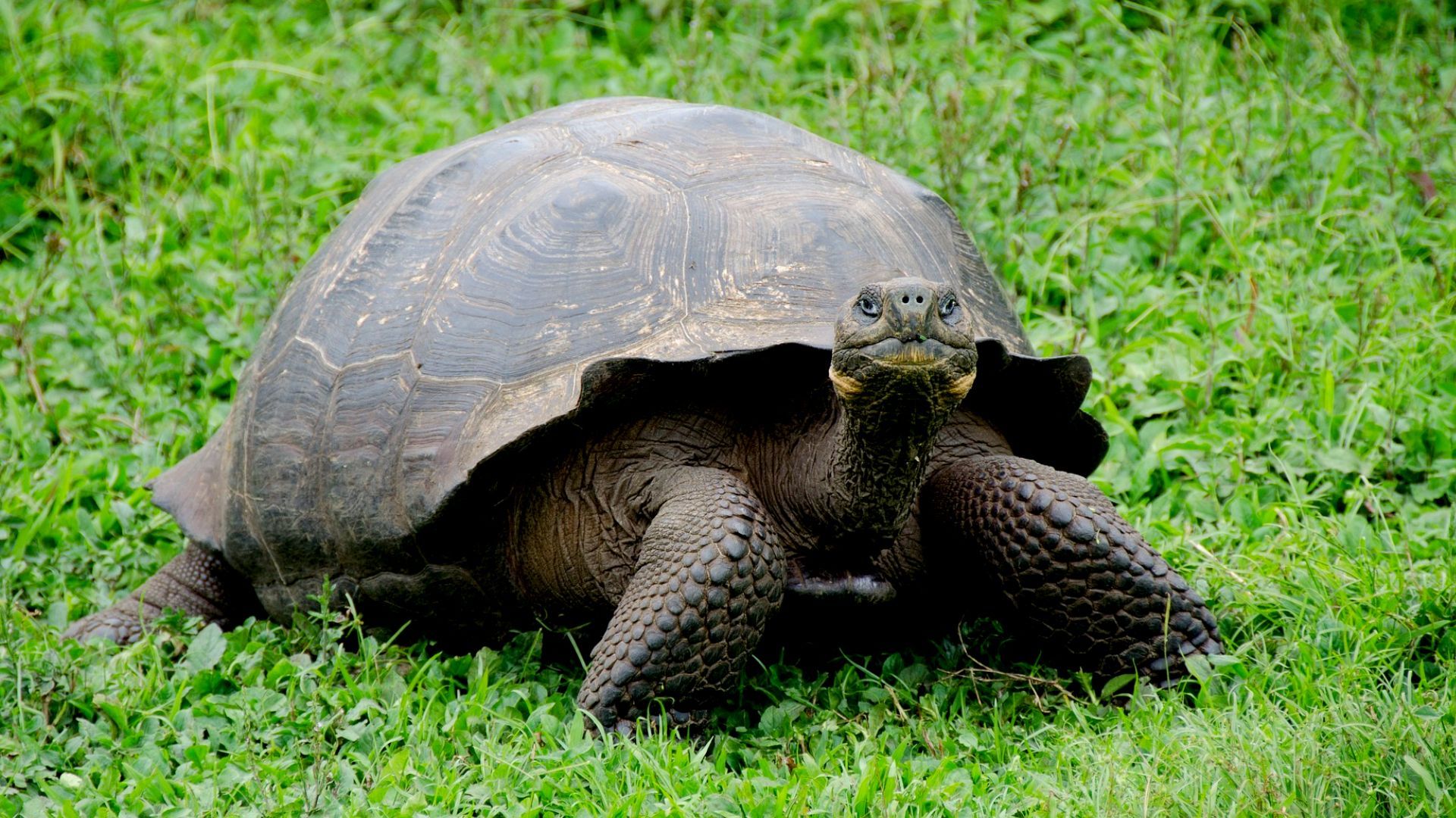 a large tortoise is sitting on top of a lush green field in the Galapgos