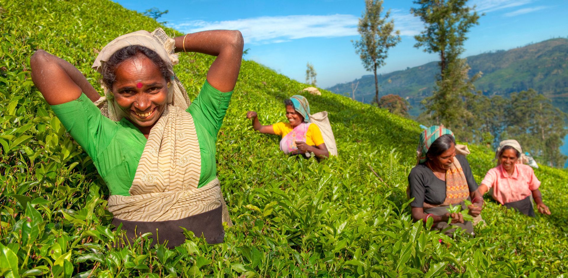 A group of women are picking tea leaves on a tea plantation.