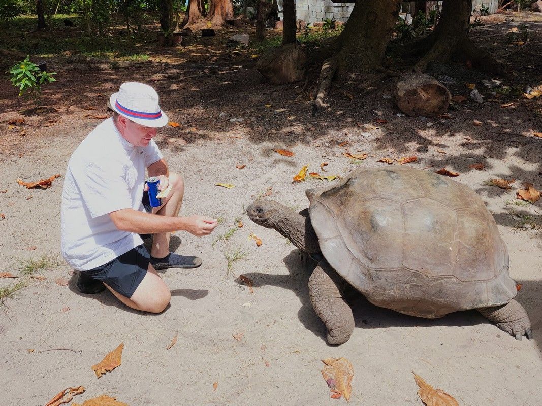 Giant Aldabra Tortoises, Curieuse Island Man kneeling, feeding large tortoise in sunny outdoor setting.