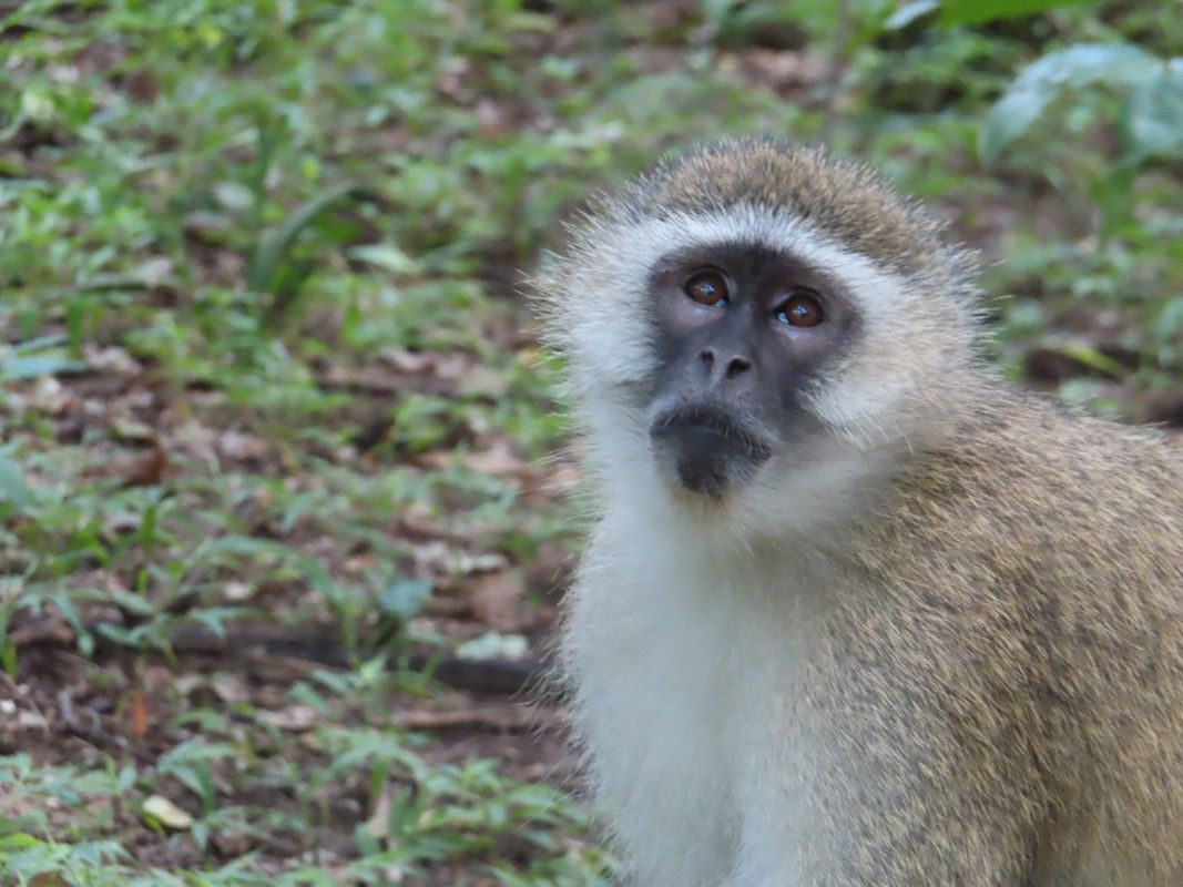 A monkey is standing in the grass and looking at the camera.