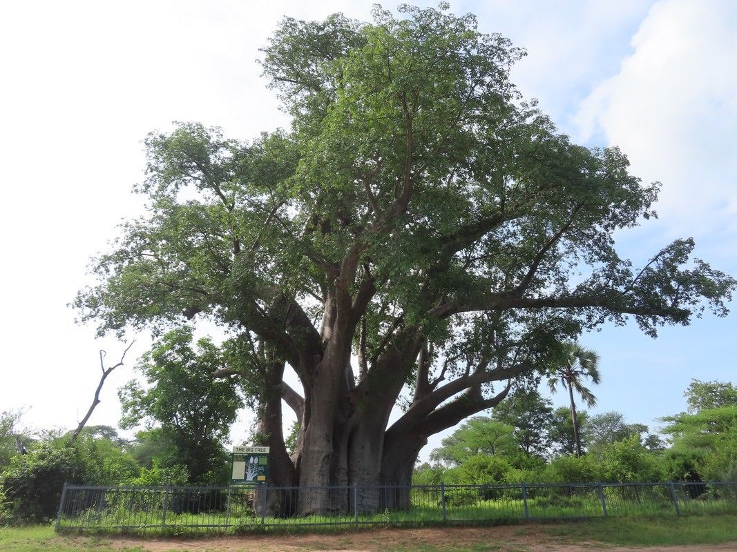 A large tree with lots of branches and leaves