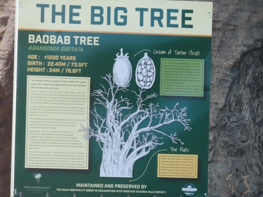 A book titled the big tree baobab tree