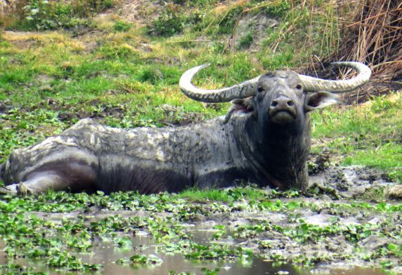 A water buffalo is laying in the grass near a body of water in Kaziranga Park