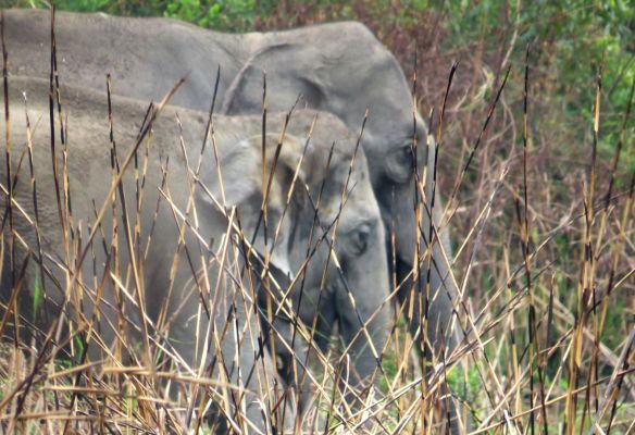 Two elephants are standing in a field of tall grass at Kaziranga National Park