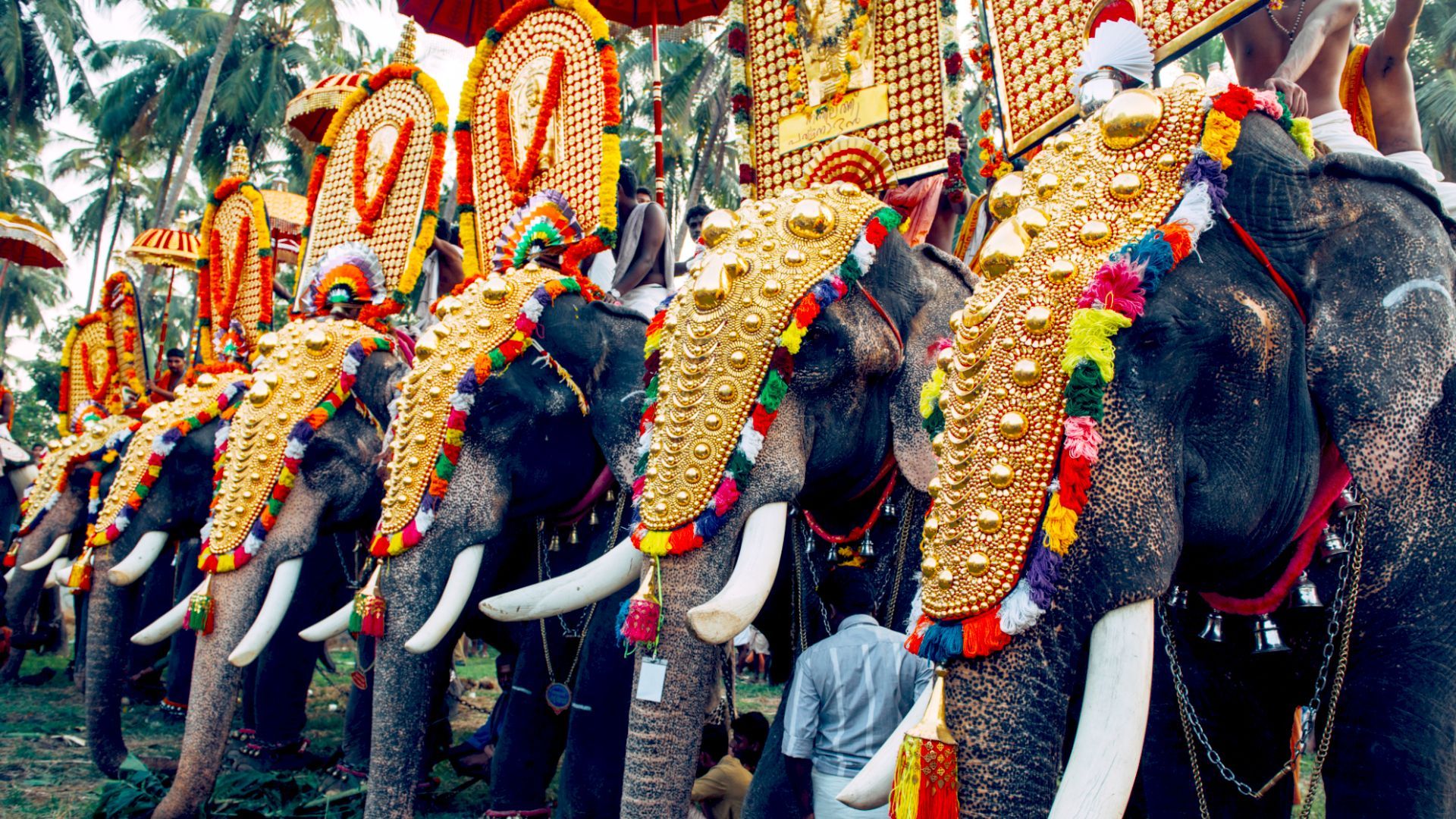 a row of decorated elephants are lined up for the Thrissur Pooram Elephant Festival, India