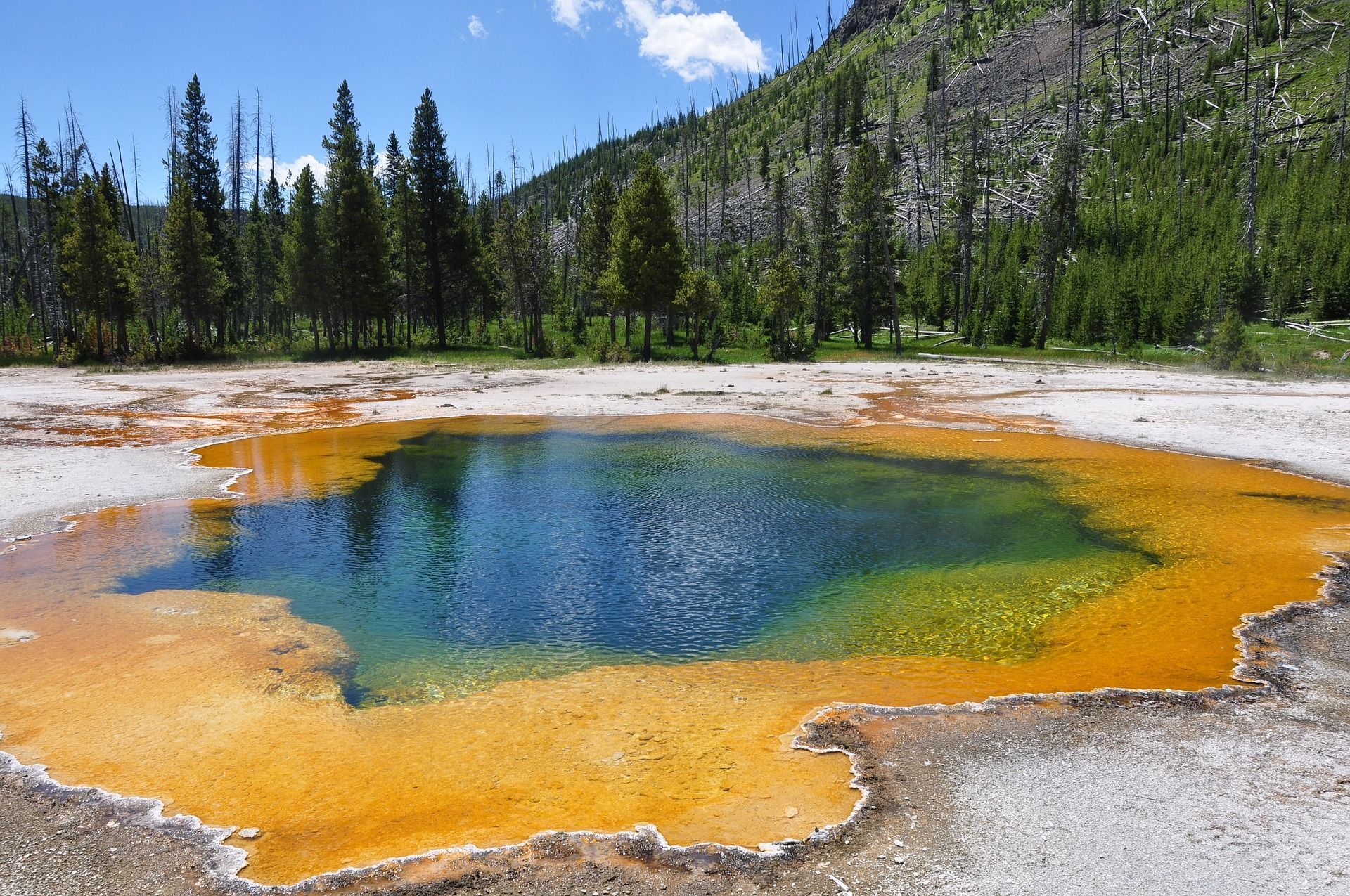 A large pool of water with trees in the background in Yellowstone National Park