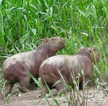 Two capybaras are walking through a field of tall grass in Peru