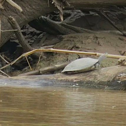 A turtle is laying on a log in the water.