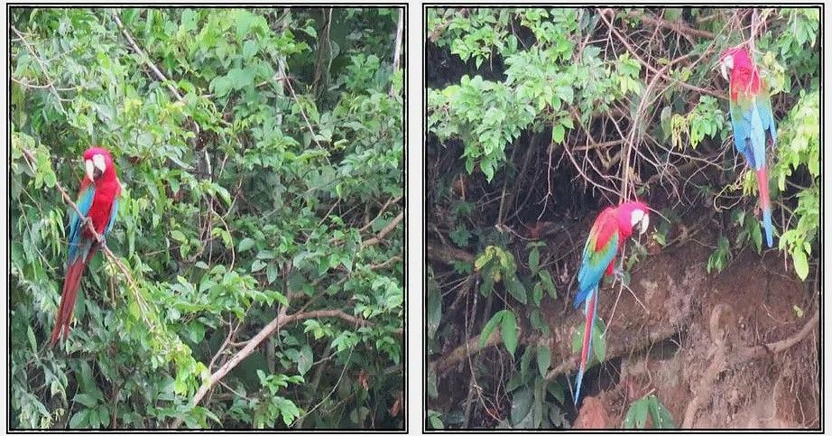 Two pictures of a red and blue parrot sitting on a tree branch.