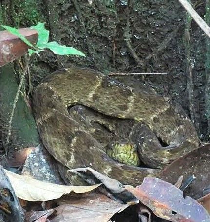 A large snake is laying on top of a pile of leaves.