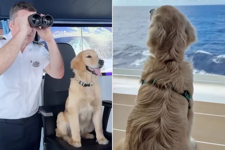 A man with binoculars and a golden retriever dog looking out at the ocean from a ship.