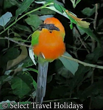 An orange and green bird perched on a branch 