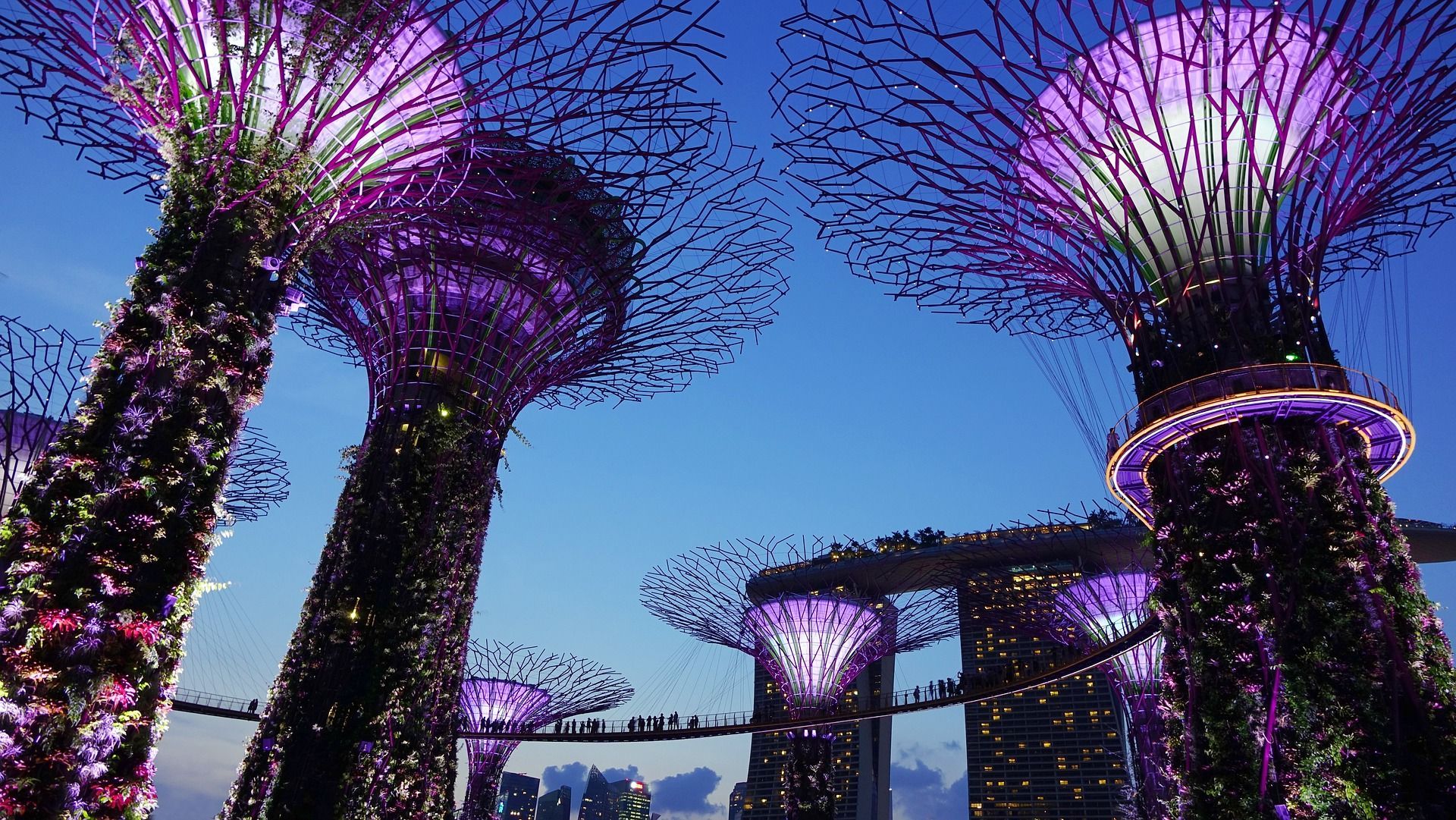 A group of trees with purple lights on them in a park in Singapore