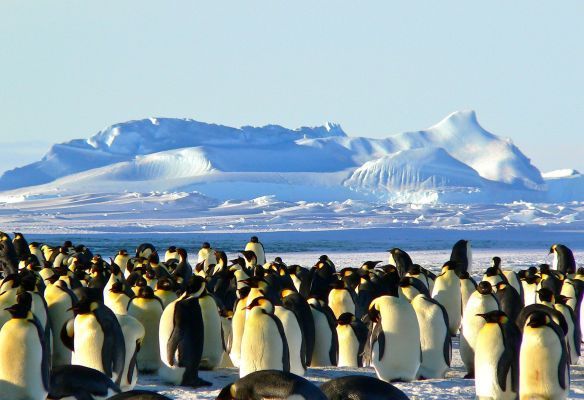 Explore Antarctica on Swan Hellenic