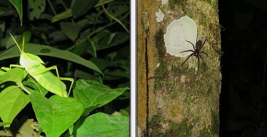 A grasshopper and a spider are sitting on a tree trunk in the Amazon jungle