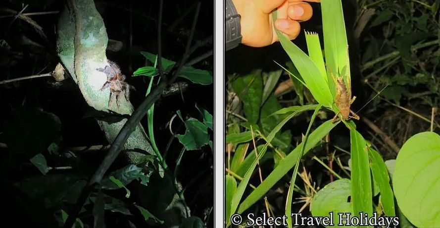 A spider is sitting on a leaf next to a person holding a plant.