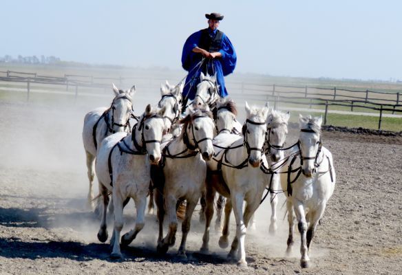 a man is riding a horse drawn carriage with a herd of white horses . Puszta cowboys on a Lower Danube river cruise
