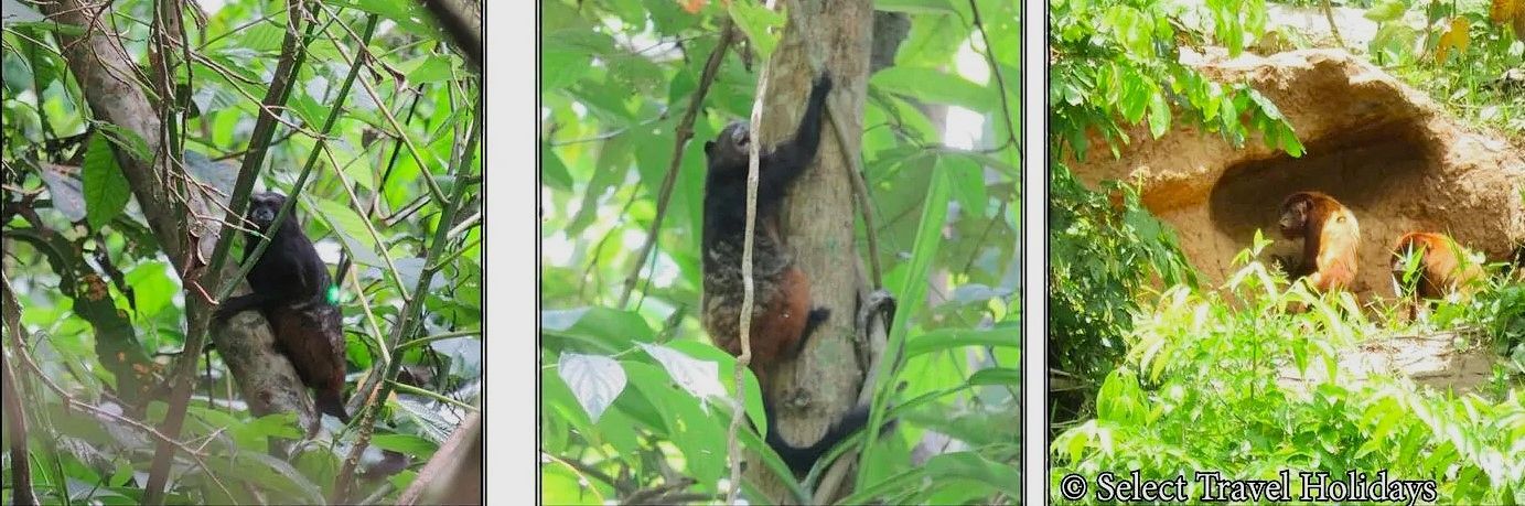 Three pictures of monkeys hanging from trees in the Amazon jungle.