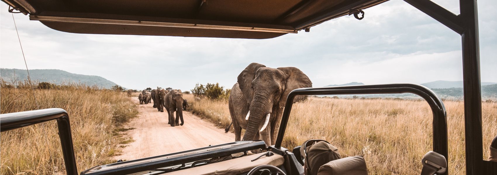 A group of elephants are walking down a dirt road.