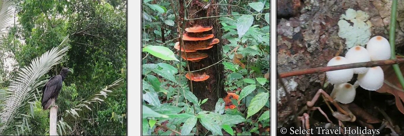 A collage of three pictures of different types of plants and vultures on our G Adventure Amazon walk