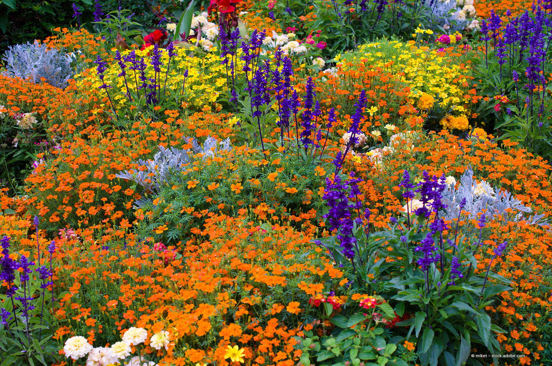 Farbenfrohes Gartenbeet mit orangefarbenen, roten und gelben Blütenpflanzen und grünem Laub.
