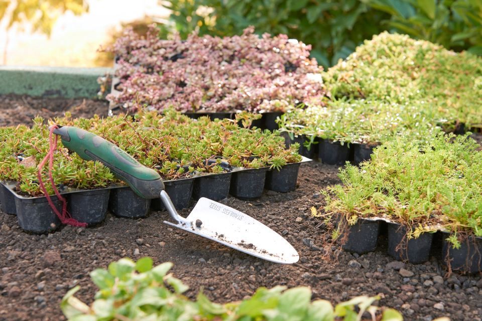 Bild Gartenschaufel in Erde