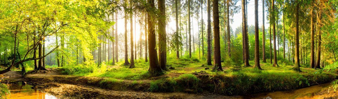 Die Sonne scheint durch die Bäume im Wald.