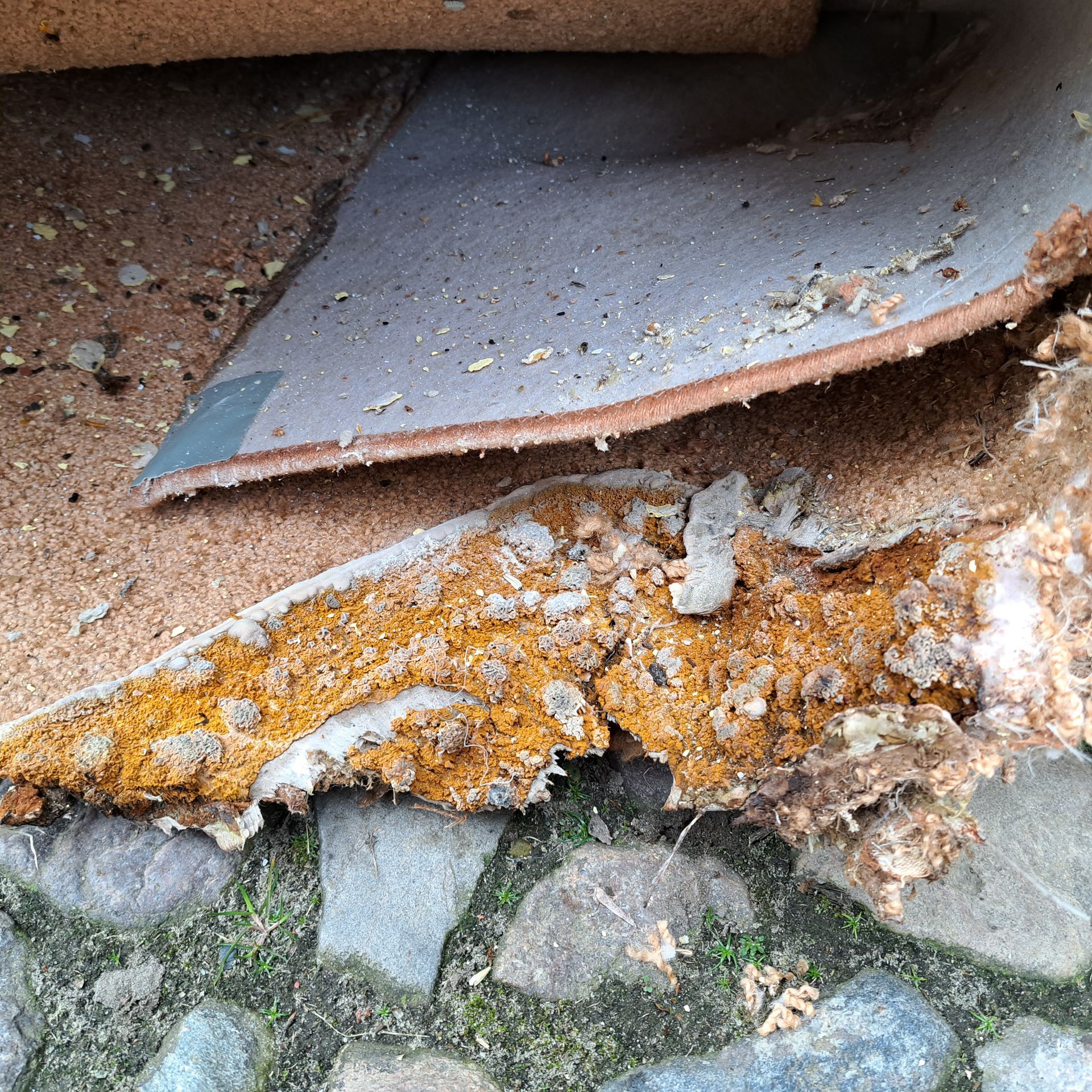 Vom echten Hausschwamm durchzogene Wand Vom echten Hausschwamm durchzogene Wand