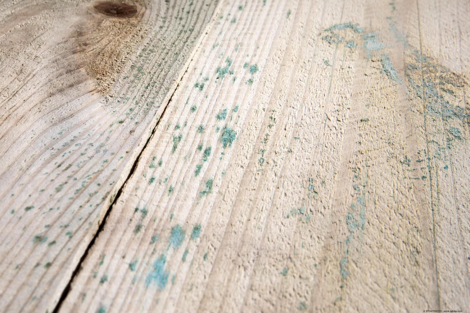 Vom Schimmel durchzogenes Holz Vom Schimmel durchzogenes Holz