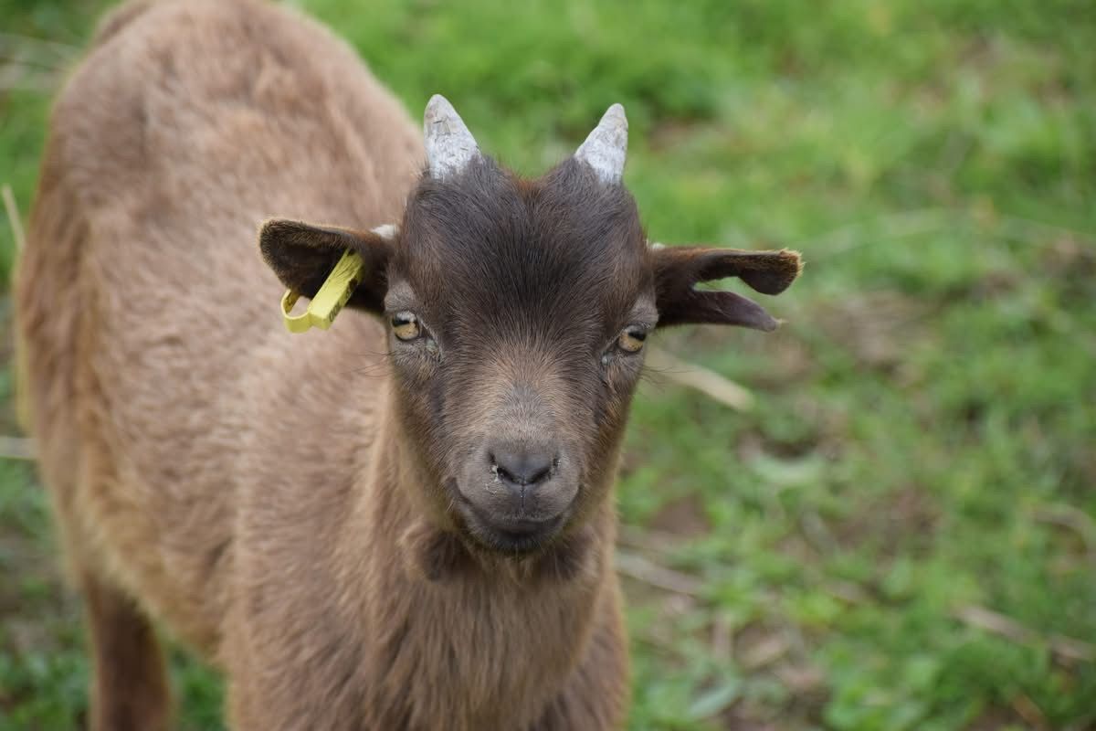 Une chèvre