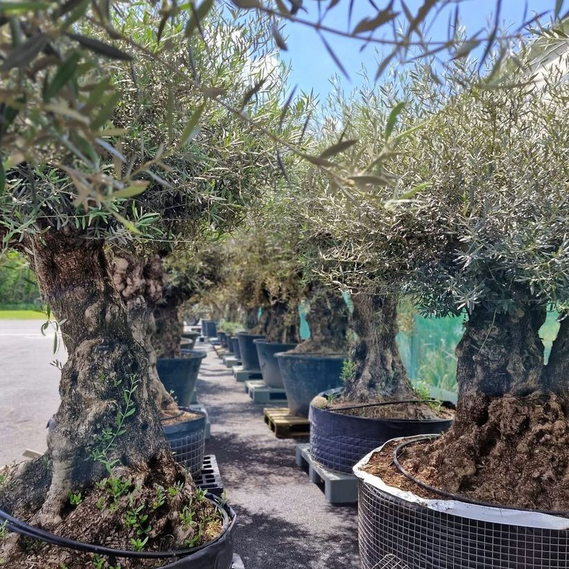 Des arbres larges dans des pots