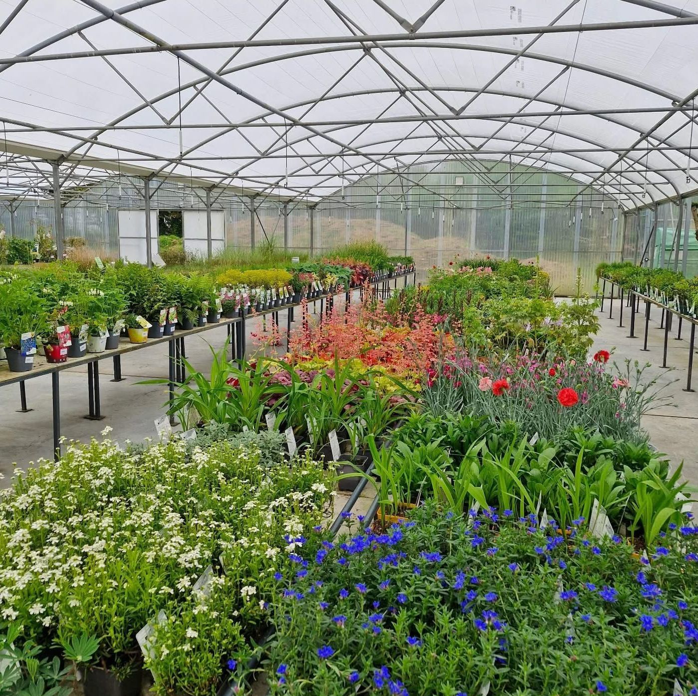Des plantes à l'intérieur d'une pépinière