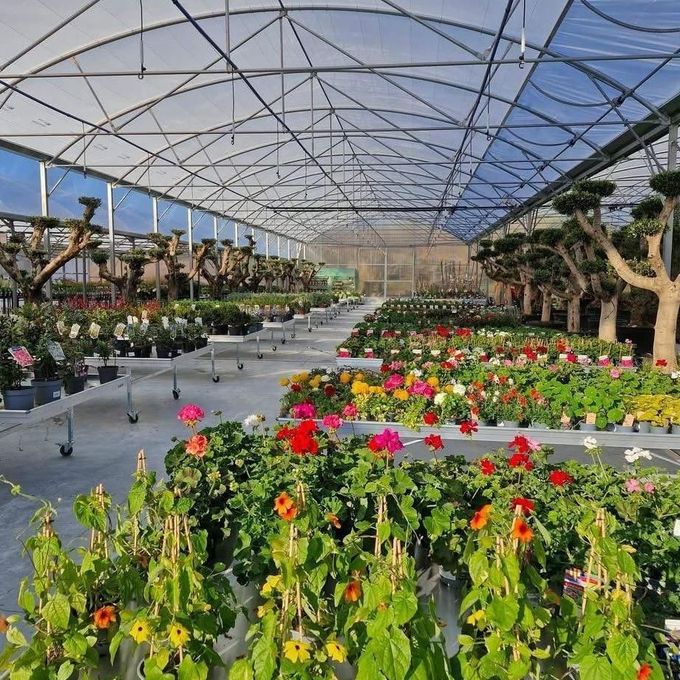 Différentes plantes et arbres