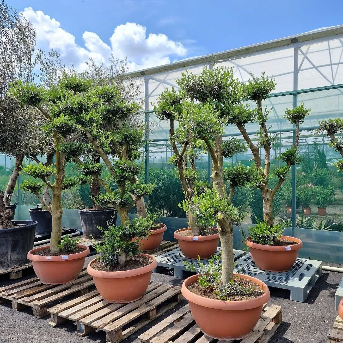 Des arbres fins dans des pots