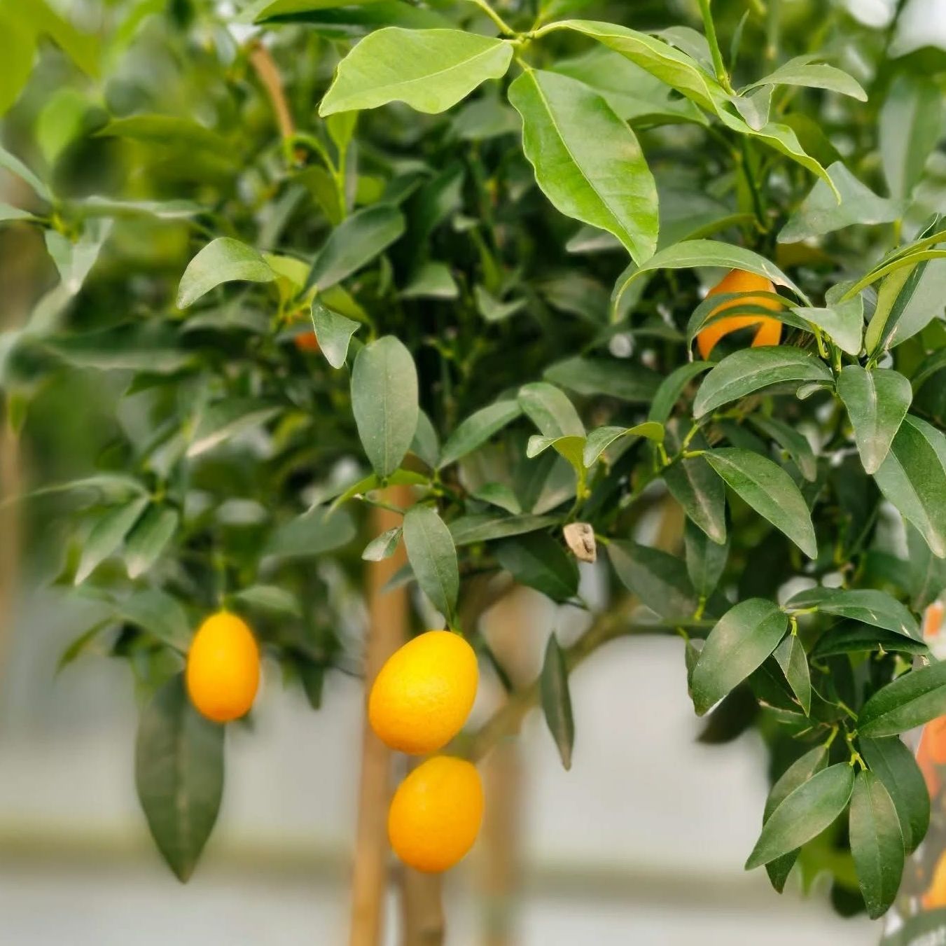 Un arbre à citron
