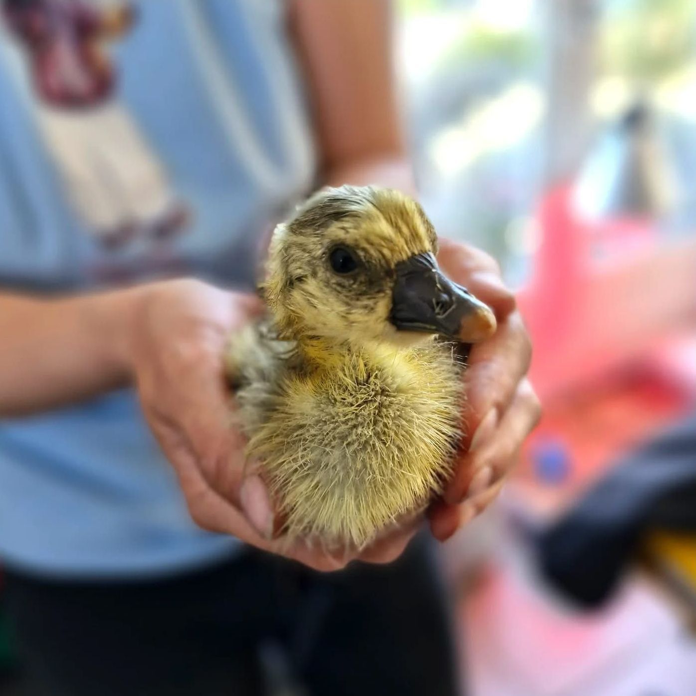 Un bébé canard