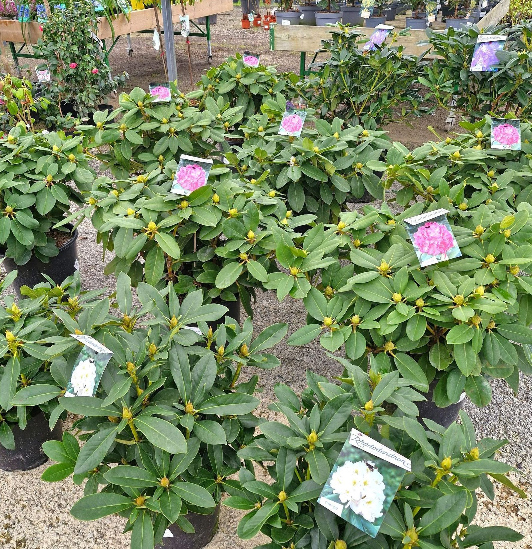 Des petites plantes dans des pots