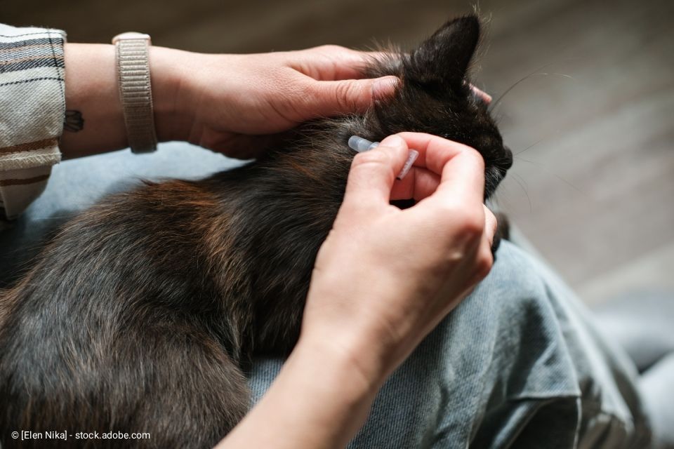 Eine Person trägt einer schwarzen Katze auf ihrem Schoß ein äußerliches Medikament auf.