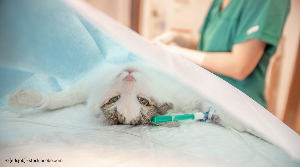 Katze auf dem OP-Tisch, erhält Infusion, unter einem blauen Tuch; Tierarzt in grüner OP-Kleidung im Hintergrund.