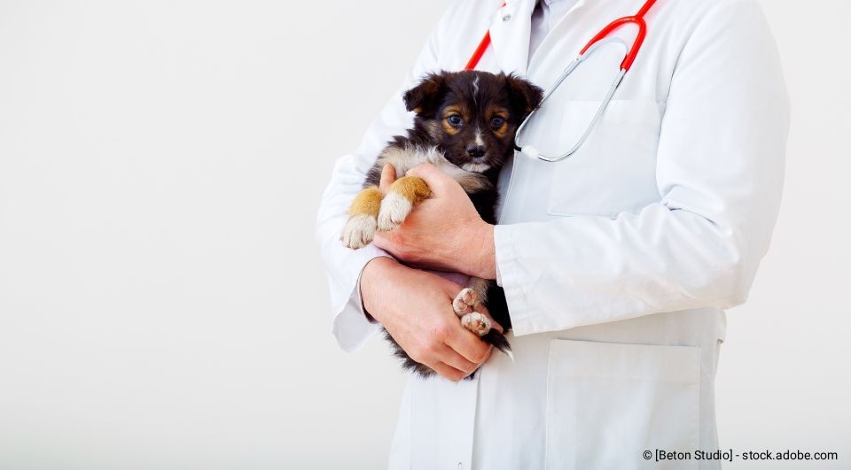 Ein Tierarzt hält einen kleinen Welpen mit braun-weißem Fell und trägt ein Stethoskop.