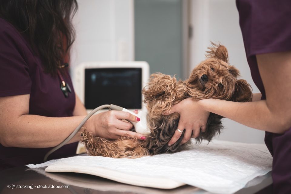 Ein Tierarzt führt in einer Klinik eine Ultraschalluntersuchung an einem kleinen, braunen Hund durch.