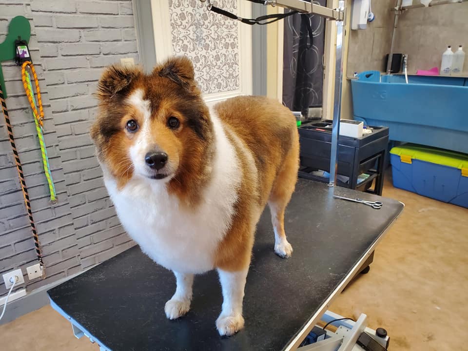 Grand chien après toilettage