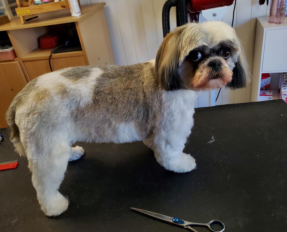 Petit chien après toilettage
