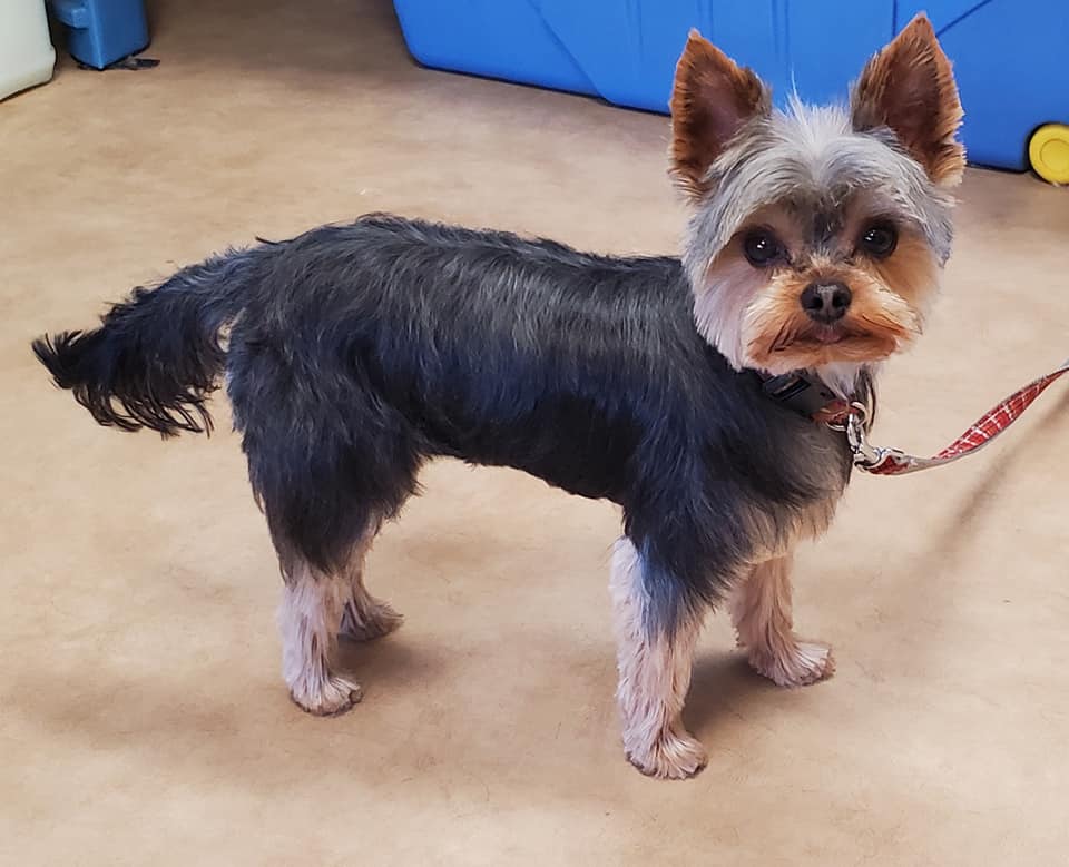 Chien après toilettage