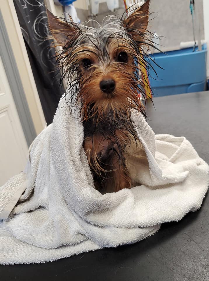 Séchage petit chien châtain