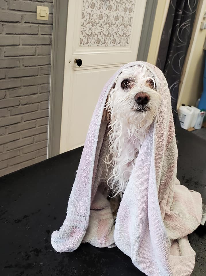 Séchage petit chien